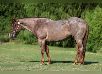 American Quarter Horse, Merrie, 8 Jaar, 155 cm, Roan-Red