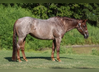 American Quarter Horse, Merrie, 8 Jaar, 155 cm, Roan-Red