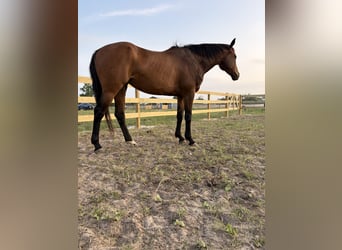 American Quarter Horse, Merrie, 8 Jaar, 155 cm, Roodbruin