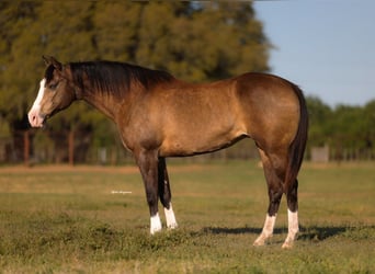 American Quarter Horse, Merrie, 8 Jaar, 157 cm, Buckskin
