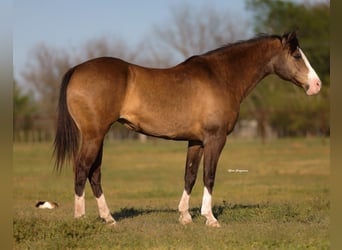 American Quarter Horse, Merrie, 8 Jaar, 157 cm, Buckskin