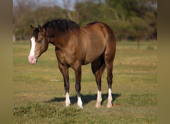 American Quarter Horse, Merrie, 8 Jaar, 157 cm, Buckskin