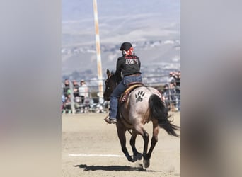 American Quarter Horse, Merrie, 8 Jaar, 157 cm, Roan-Bay