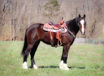 American Quarter Horse, Merrie, 8 Jaar, 157 cm, Roodbruin