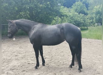 American Quarter Horse, Merrie, 8 Jaar, 157 cm, Zwart