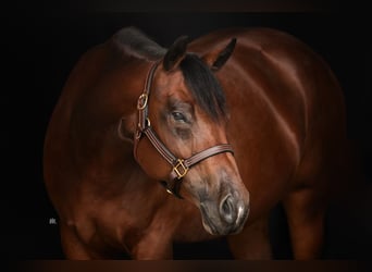 American Quarter Horse, Merrie, 8 Jaar, 160 cm, Bruin