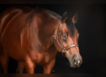 American Quarter Horse, Merrie, 8 Jaar, 160 cm, Bruin