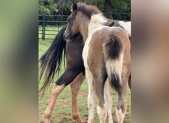 American Quarter Horse, Merrie, 8 Jaar, 163 cm, Palomino