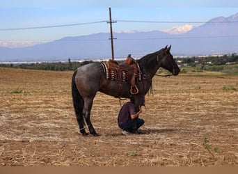 American Quarter Horse, Merrie, 8 Jaar, 168 cm, Roan-Blue