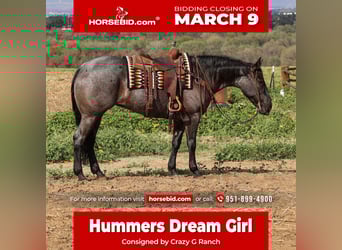 American Quarter Horse, Merrie, 8 Jaar, 168 cm, Roan-Blue