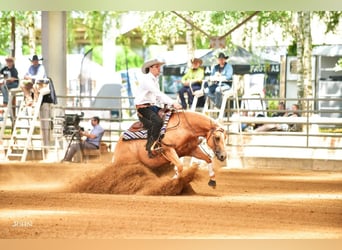 American Quarter Horse, Merrie, 8 Jaar, Palomino