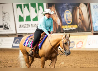 American Quarter Horse, Merrie, 8 Jaar, Palomino