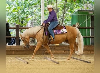 American Quarter Horse, Merrie, 8 Jaar, Palomino