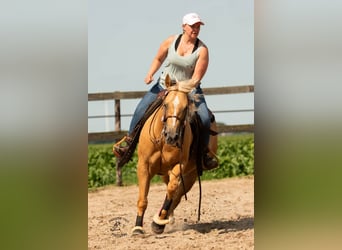 American Quarter Horse, Merrie, 8 Jaar, Palomino