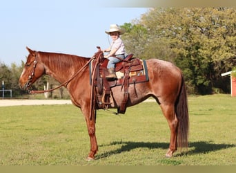 American Quarter Horse, Merrie, 8 Jaar, Roan-Red