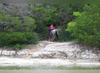 American Quarter Horse, Merrie, 8 Jaar, Roan-Red