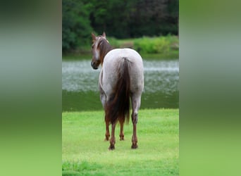 American Quarter Horse, Merrie, 8 Jaar, Roan-Red