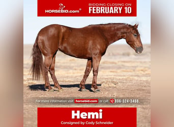 American Quarter Horse, Merrie, 8 Jaar, Roodvos