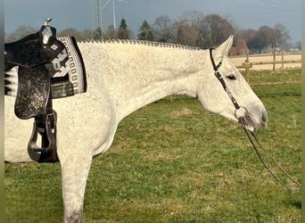 American Quarter Horse, Merrie, 8 Jaar, Schimmel