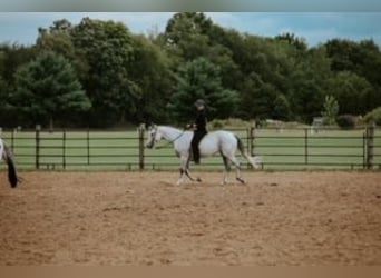 American Quarter Horse, Merrie, 8 Jaar, Schimmel