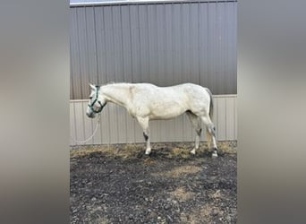 American Quarter Horse, Merrie, 8 Jaar, Schimmel
