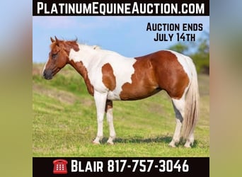 American Quarter Horse, Merrie, 9 Jaar, 135 cm, Tobiano-alle-kleuren