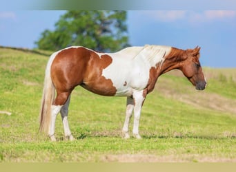 American Quarter Horse, Merrie, 9 Jaar, 135 cm, Tobiano-alle-kleuren