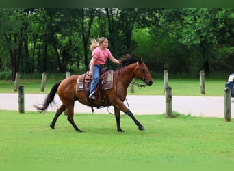 American Quarter Horse, Merrie, 9 Jaar, 142 cm, Roodbruin