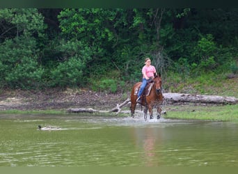 American Quarter Horse, Merrie, 9 Jaar, 142 cm, Roodbruin