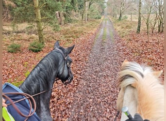 American Quarter Horse, Merrie, 9 Jaar, 145 cm, Roan-Blue