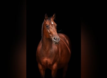 American Quarter Horse, Merrie, 9 Jaar, 146 cm, Bruin