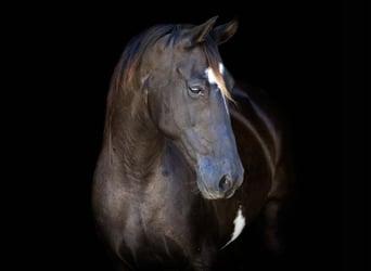 American Quarter Horse, Merrie, 9 Jaar, 147 cm, Overo-alle-kleuren