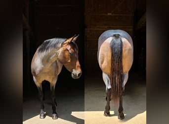 American Quarter Horse, Merrie, 9 Jaar, 147 cm, Roan-Blue