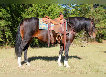 American Quarter Horse, Merrie, 9 Jaar, 147 cm, Roodbruin