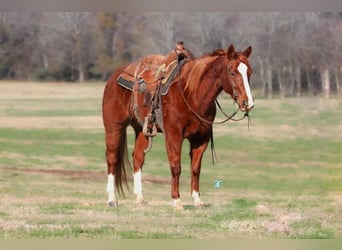 American Quarter Horse, Merrie, 9 Jaar, 147 cm, Roodvos