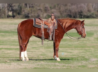 American Quarter Horse, Merrie, 9 Jaar, 147 cm, Roodvos
