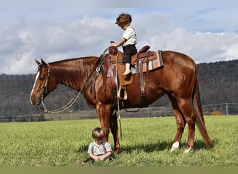 American Quarter Horse, Merrie, 9 Jaar, 147 cm, Roodvos