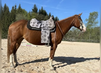 American Quarter Horse, Merrie, 9 Jaar, 147 cm, Vos