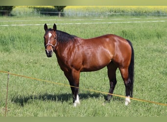American Quarter Horse, Merrie, 9 Jaar, 148 cm