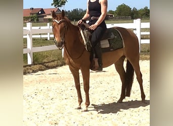American Quarter Horse, Merrie, 9 Jaar, 148 cm, Vos