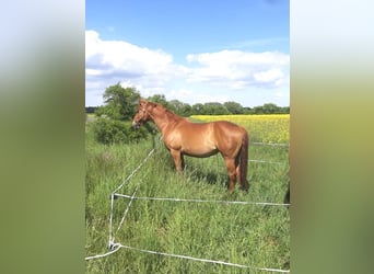 American Quarter Horse, Merrie, 9 Jaar, 148 cm, Vos