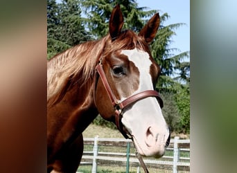 American Quarter Horse, Merrie, 9 Jaar, 148 cm, Vos