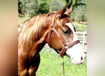 American Quarter Horse, Merrie, 9 Jaar, 148 cm, Vos