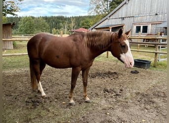 American Quarter Horse, Merrie, 9 Jaar, 148 cm, Vos