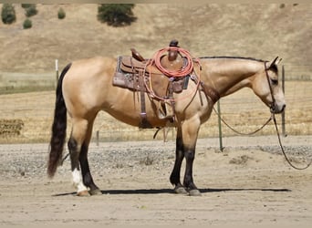 American Quarter Horse, Merrie, 9 Jaar, 150 cm, Buckskin