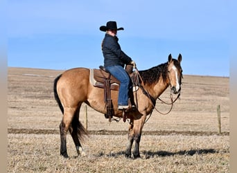 American Quarter Horse, Merrie, 9 Jaar, 150 cm, Buckskin