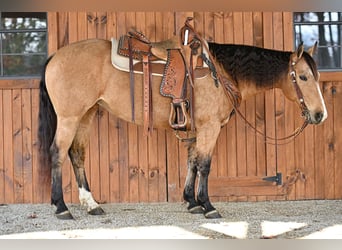 American Quarter Horse, Merrie, 9 Jaar, 150 cm, Buckskin