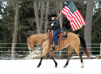 American Quarter Horse, Merrie, 9 Jaar, 150 cm, Buckskin