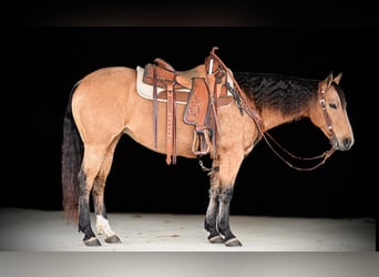 American Quarter Horse, Merrie, 9 Jaar, 150 cm, Buckskin