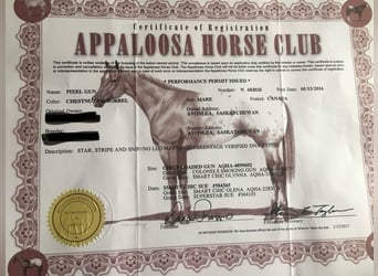 American Quarter Horse, Merrie, 9 Jaar, 150 cm, Donkere-vos